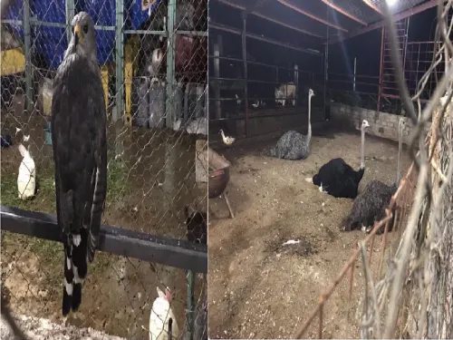 Encuentran animales exóticos en un rancho propiedad del líder de la banda “Los Rojos”