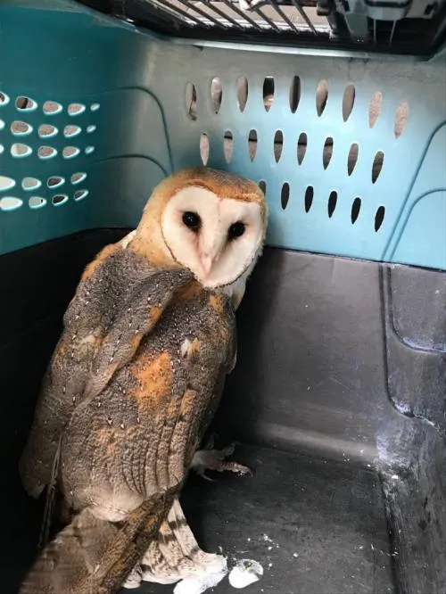 Libera Profepa cuatro aves de presa Parque Estatal Cerro Zapotecas