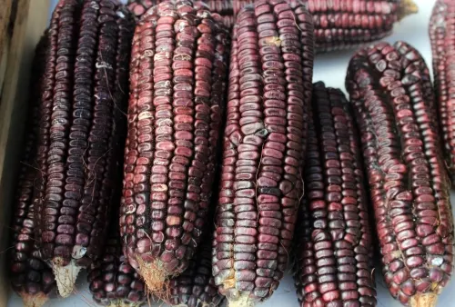 Impulsa SDR desarrollo de maíz en Puebla