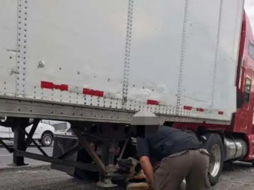 FGR incauta 7 toneladas de mariguana en Nuevo León