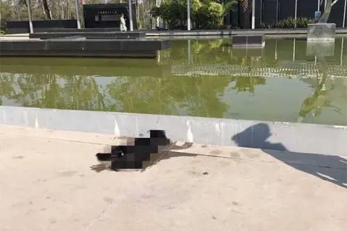 Perro muere electrocutado en fuente de la zona de Los Fuertes
