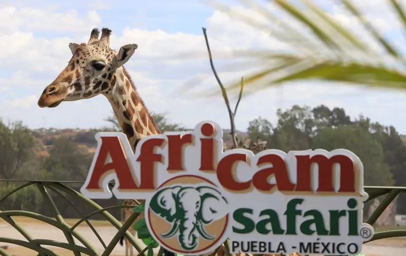 jirafa-benito-africam-safari