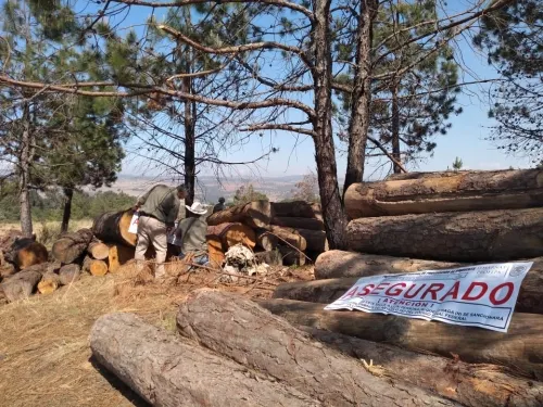 Profepa asegura 85.898 metros de madera en rollo en Zacatlán