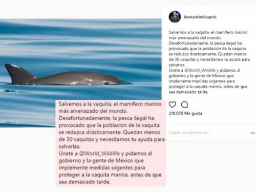 Pide DiCaprio, nuevamente, medidas para salvar a la vaquita