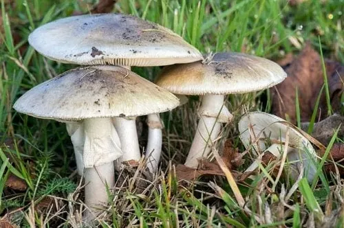 Familia de campesinos murieron por ingesta de hongos silvestres en Acajete