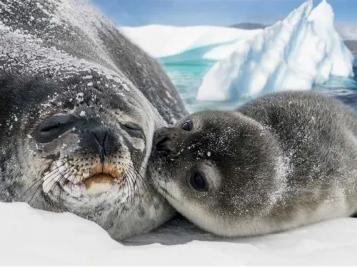 Hallan más de 7 mil focas muertas en una playa de Namibia