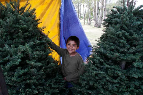Ayuntamiento de Puebla inicia campaña de Acopio de Pinos Navideños 2013
