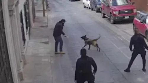 Apuñalan a Rocko, perro policía en Zacatecas