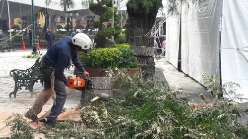 Ayuntamiento retira ocho árboles que ya  estaban muertos en la plancha del zócalo