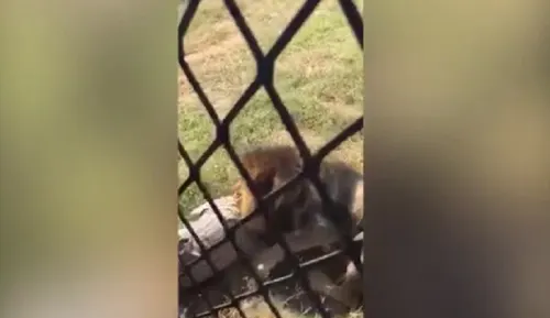 El salvaje ataque de un león al dueño de un parque silvestre (VIDEO)