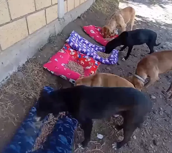 Perros