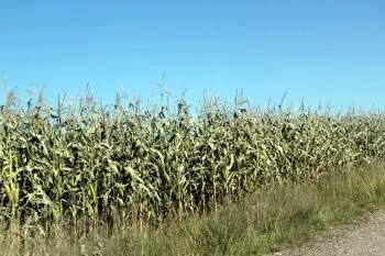 Fenómenos naturales han dañado mil 350 hectáreas de cultivo en Puebla