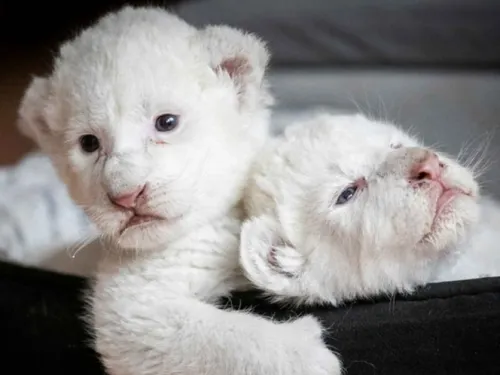 Nacen dos hermosos cachorros de león blanco en Francia