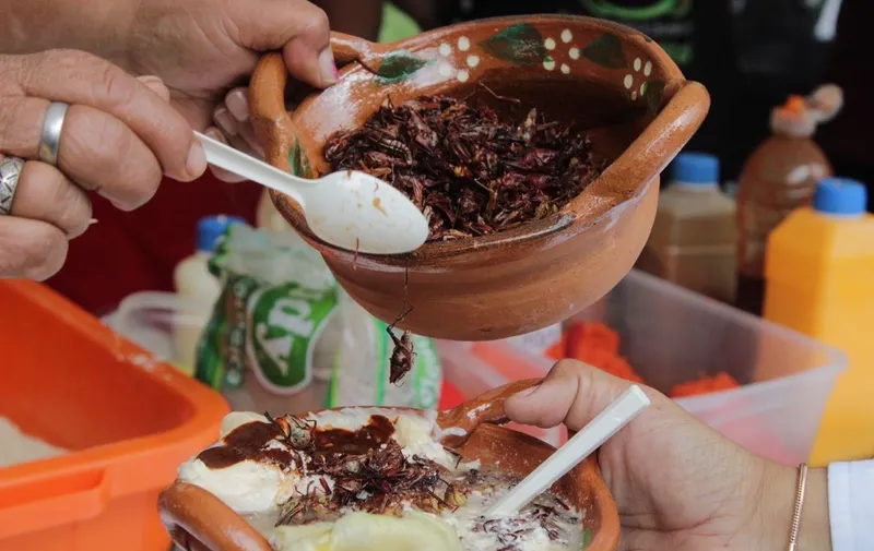 Feria del elote