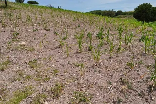 Puebla registra 21 municipios con sequía; Vicente Guerrero el más severo: Conagua