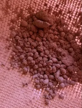 Joven encuentra extraños insectos en su chocolate en polvo