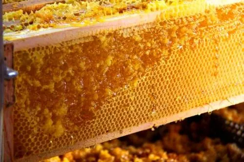 Puebla se consolida como 8° lugar a nivel nacional en la producción de miel