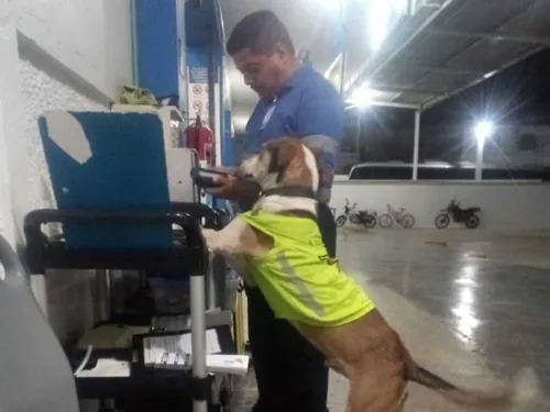 Murió ‘Firulais’, perrito vigilante de central de autobuses