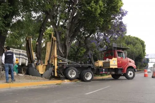 Garantiza Rendón Tapia la replantación de árboles en periferias de la línea 3 del RUTA