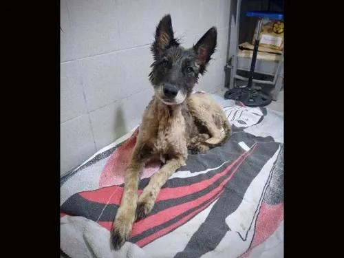 ‘Aloe’ estaba petrificada y pegada al suelo; la salvaron