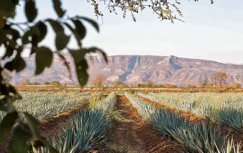 tequila-agave