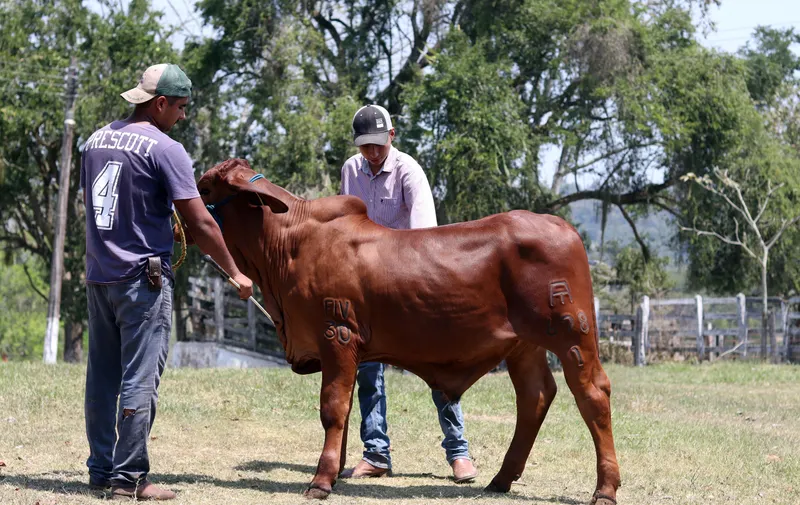 Día Nacional de la Ganadería