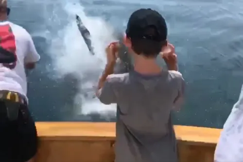 Tiburón blanco roba la pesca de una familia en Florida