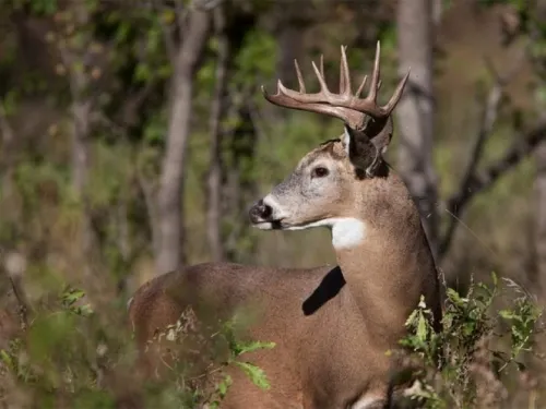 Venado “se hace el muerto” y mata a su cazador