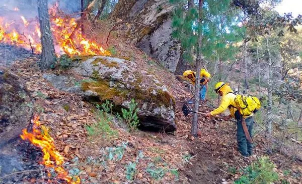 Medio Ambiente adquiere 10 vehículos para combatir incendios forestales