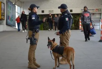 Destaca Ayuntamiento de Puebla intervenciones exitosas de la Unidad Canina de la SSC