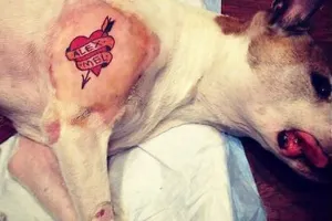 Se vuelve viral foto de perro drogado y tatuado por su dueño