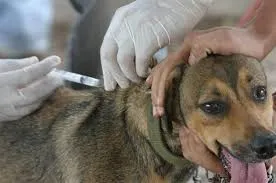 Pasos a seguir para el cuidado de una mascota