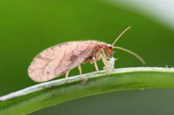 Lanza Granjas Carroll iniciativa de control biológico con crisopas