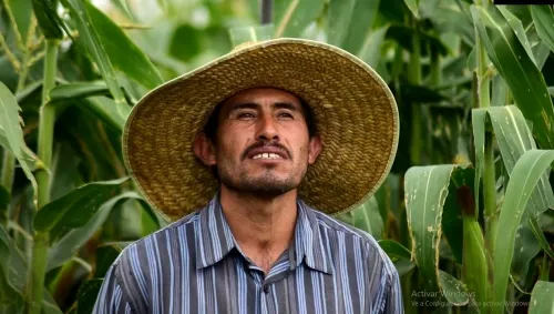 Granjas Carroll capacita para aumentar rendimiento en parcelas de maíz