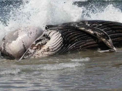 Muere ballena en el parque SeaWorld de Florida