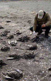 Localizan en Chile mil 500 aves muertas por redes de pesca