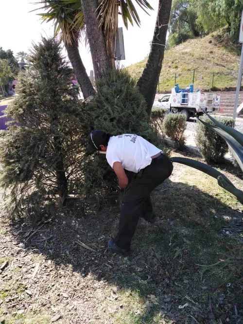 Abre gobierno de San Pedro Cholula centro de acopio de árboles de navidad