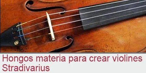 Hongos materia para crear violines Stradivarius