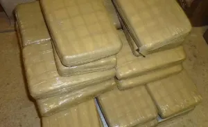 Decomisan federales en SLP 241 kilos de marihuana