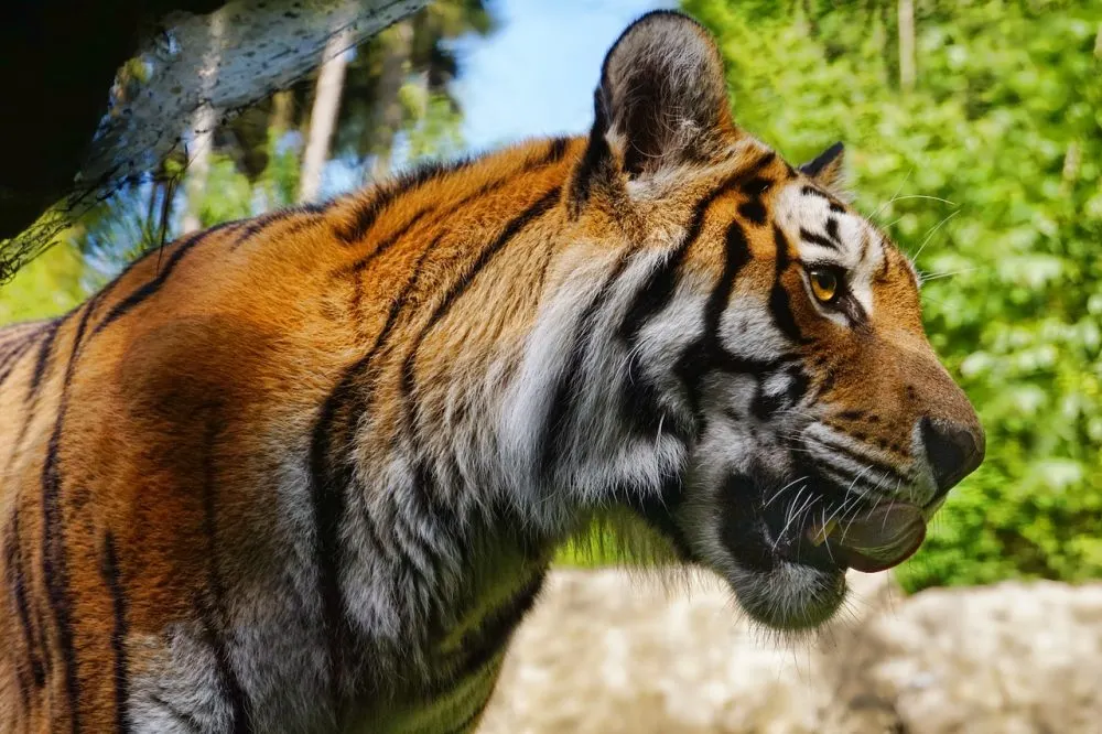 Tigre