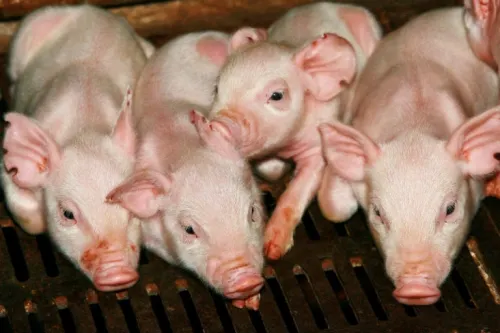 Descubren en China nueva cepa de fiebre porcina con potencial pandémico