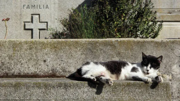 Gato durmiendo en un cementerio