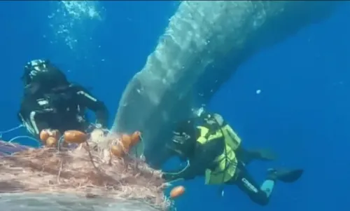 Video: buzos liberan a ballena atrapada