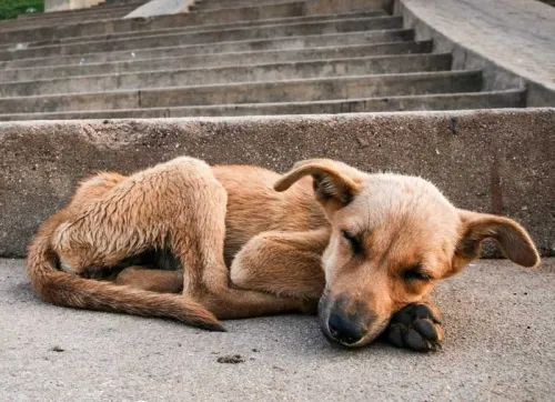 Llaman a solidarizarse con perros callejeros ante contingencia por coronavirus
