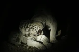 Inicia recorrido nocturno en Africam Safari