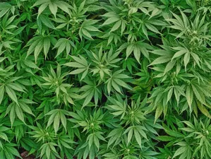 Hallan plantío de marihuana en antigua Iglesia Evangelista