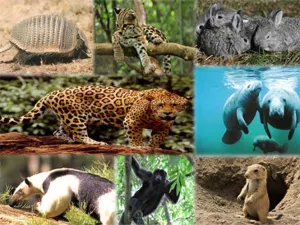 Especies de México en peligro; un grito de desesperación