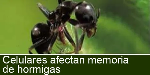 Celulares afectan la memoria de hormigas