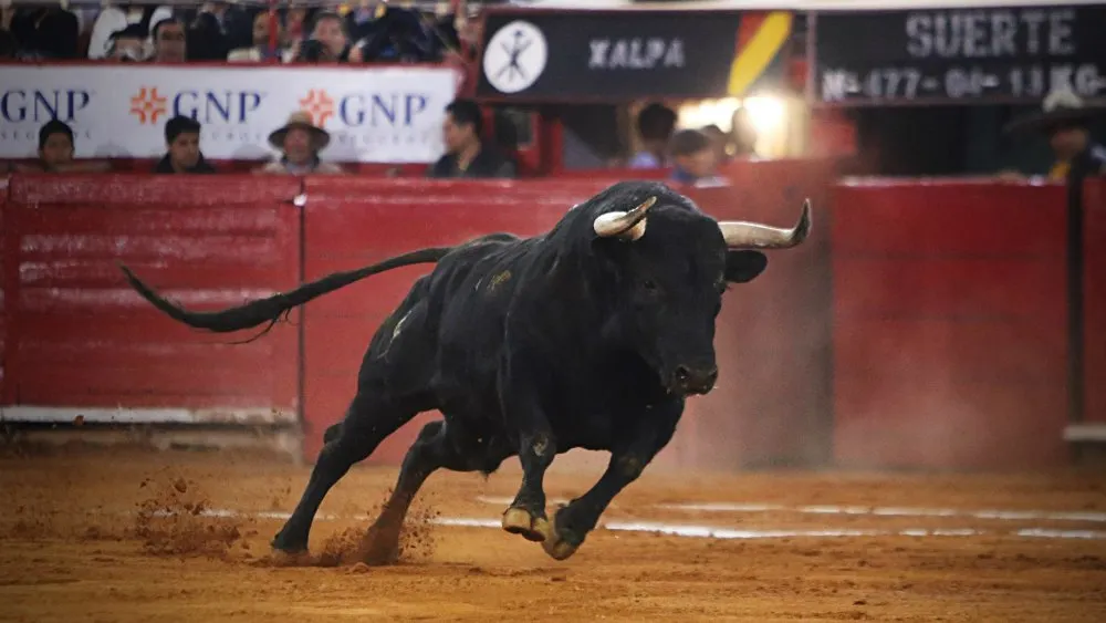 Niega - suspensión - de las - corridas - de - toros