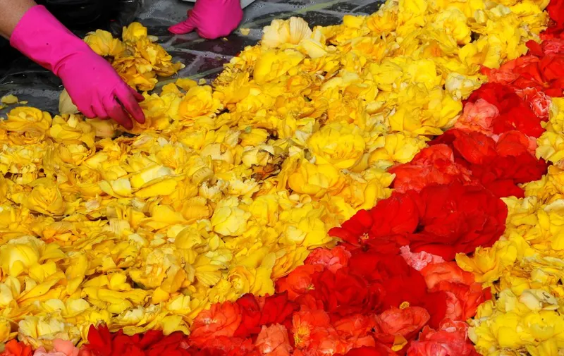 Un jardinero arregla flores en el gran tapiz floral instalado en la Grand Place de Bruselas (Bélgica).